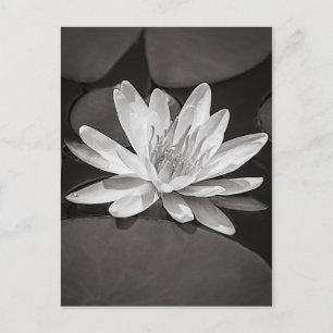 Photo of Black and White Water Lily on a Lily pad Postcard