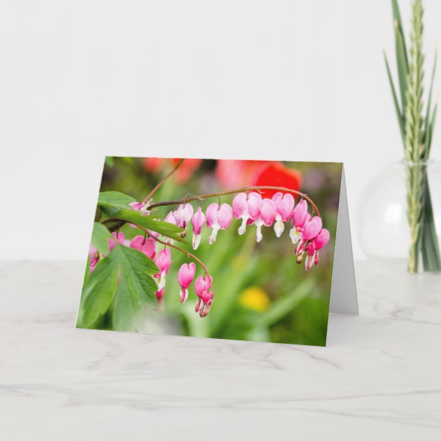 Photo of Bleeding heart flowers Card (Front)