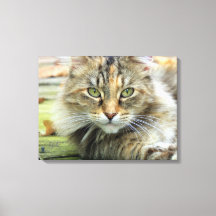Photo of Brown Longhaired Barn Cat Wrapped Canvas