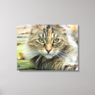 Photo of Brown Longhaired Barn Cat Wrapped Canvas
