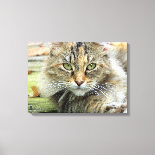 Photo of Brown Longhaired Barn Cat Wrapped Canvas (Front)