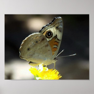Photo of Buckeye Butterfly on a Yellow Flower Poster