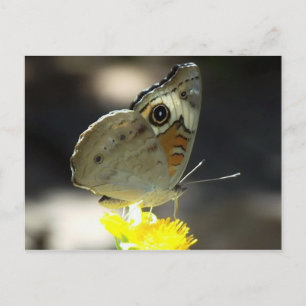 Photo of Buckeye Butterfly on Yellow a Flower Postcard