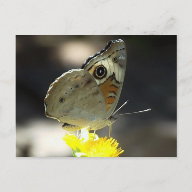 Photo of Buckeye Butterfly on Yellow a Flower Postcard (Front)
