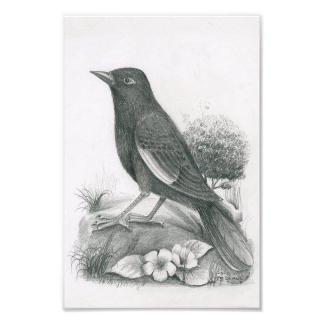 Photo of Cambodian Bird 2 by Vannak Anan Prum Print (Front)