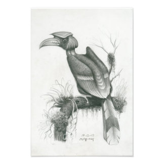 Photo of Cambodian Hornbill Bird by Vannak Prum