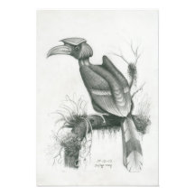 Photo of Cambodian Hornbill Bird by Vannak Prum