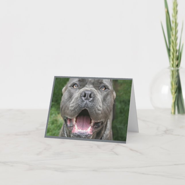 Photo of Cane Corso Card (Front)