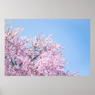 PHOTO OF CHERRY BLOSSOM TREE POSTER