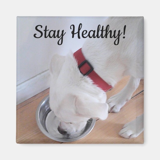 Photo of Cute Dog Drinking Water Motivational Magnet (Front)