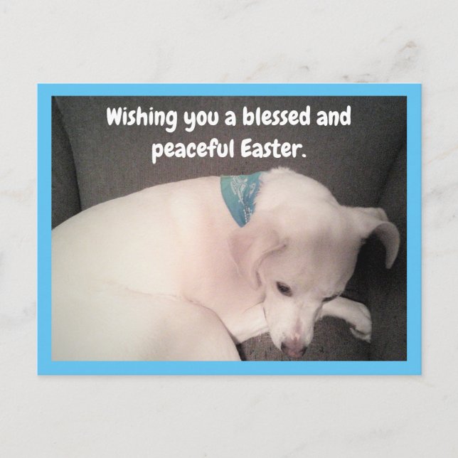 Photo of Cute Dog Peacefully Resting Blue Easter Postcard (Front)