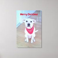 Photo of Cute Dog with Funny Ears Red Christmas