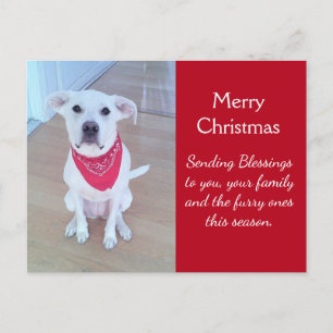Photo of Cute Dog With Funny Sticking Out Ears Red Postcard