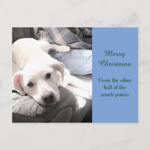 Photo of Cute Lazy Labrador Mix and Dad Light Blue Holiday Postcard