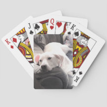 Photo of Cute Lazy White Dog Hanging Out on Couch