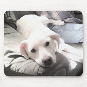 Photo of Cute Lazy White Dog Hanging Out with Dad Mouse Mat