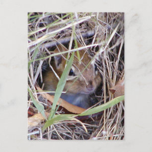 Photo of cute mouse postcard
