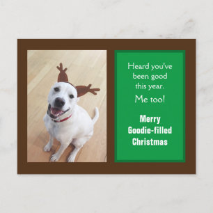 Photo of Cute Smiling White Reindeer Puppy Dog  Holiday Postcard