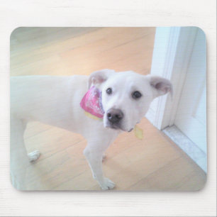 Photo of Cute Sweet White Puppy Dog Face Mouse Mat