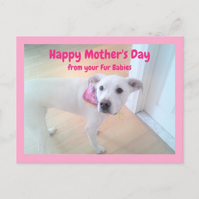 Photo of Cute Sweet White Puppy Dog  Mother's Day  Postcard (Front)