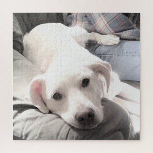 Photo of Cute Tired dog With Dad on Couch Square Jigsaw Puzzle