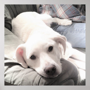 Photo of Cute Tired dog With Dad on Couch Square Poster