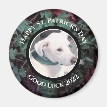 Photo of Cute White Dog Green Shamrocks Clovers