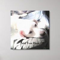 Photo of Cute White Dog Resting On Couch With Dad