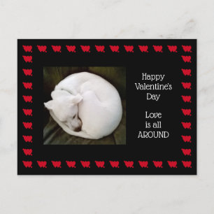 Photo of Cute White Dog Rolled up Like a Cat Postcard