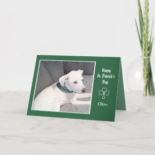 Photo of Cute White Dog Shamrocks and Clovers Card