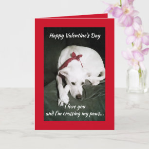 Photo of Cute White Dog Valentine's Day Funny Card