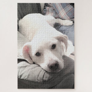 Photo of Cute White Dog with Dad on Couch Jigsaw Puzzle