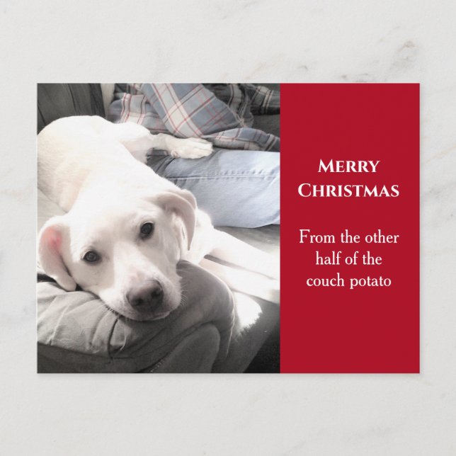 Photo of Cute White Dog With Dad Red Christmas Holiday Postcard (Front)