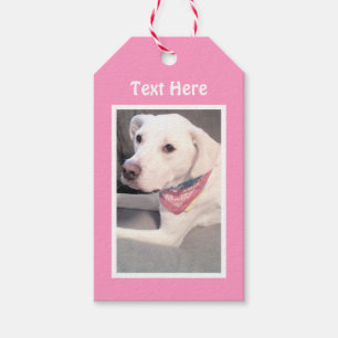 Photo of Cute White Labrador Mix Dog Pink Gift Tag