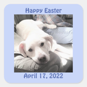 Photo of Cute White Puppy Dog Easter Gift Blue Square Sticker