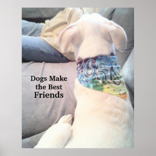 Photo of Cute White Puppy Dog Watching Dad Poster