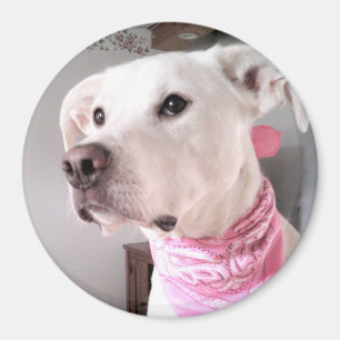 Photo of Cute White Puppy Dog Wearing Pink Scarf Magnet
