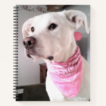 Photo of Cute White Puppy Dog Wearing Pink Scarf