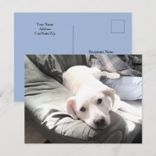Photo of Dog Sitting Next to Best Friend Blue Postcard