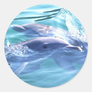 Photo of Dolphins Classic Round Sticker