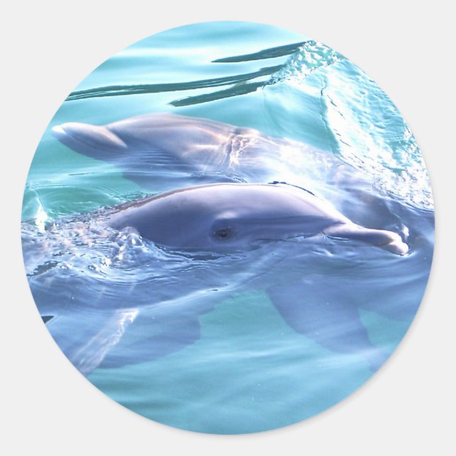 Photo of Dolphins Classic Round Sticker (Front)