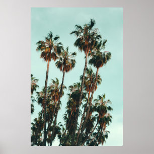 Photo of green palm trees poster