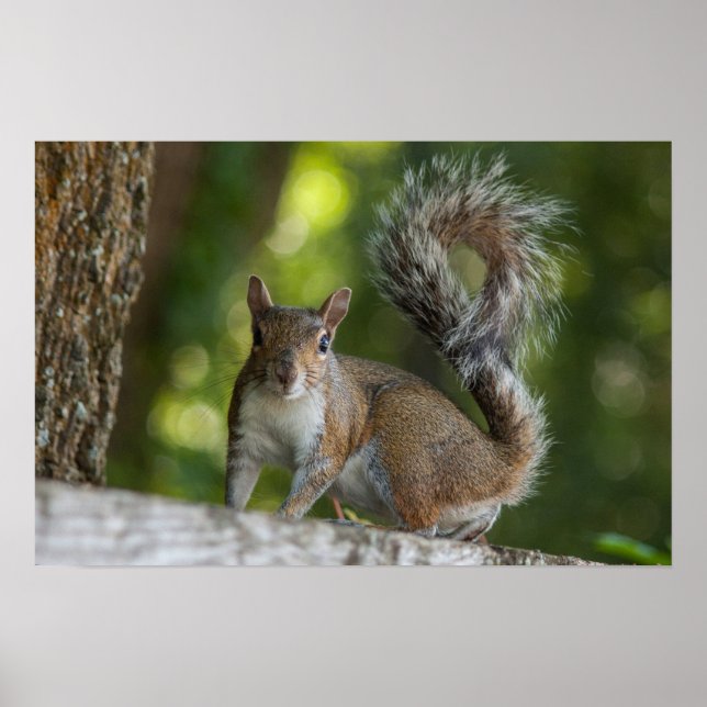 Photo of Grey Squirrel Poster (Front)