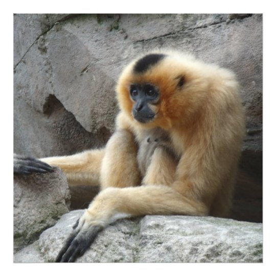 Photo of Orange and Black Gibbon Relaxing on Cliff | Zazzle.co.uk