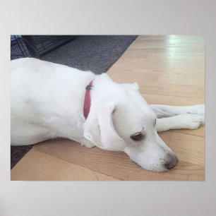Photo of Peaceful White Dog with Red Collar Poster