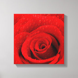 Photo of Red Rose Background Canvas Print