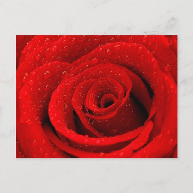 Photo of Red Rose Background Postcard (Front)