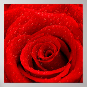 Photo of Red Rose Background Poster