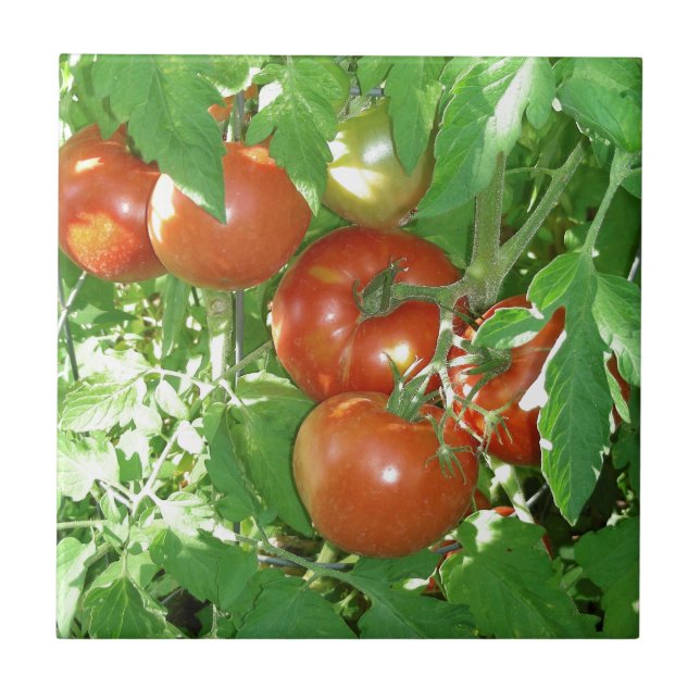 Photo of ripe red tomatoes on the vine. tile (Front)