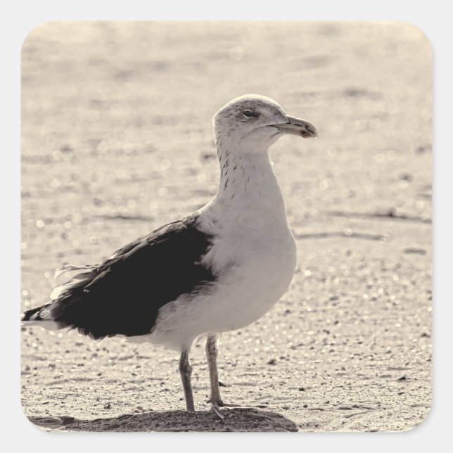 Photo of Seagull on Coney Island Beach Square Sticker (Front)